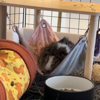 Rescue Guinea Pig Guinea Pigs for Adoption in Lynchburg, Virginia - Murphy | PetCurious